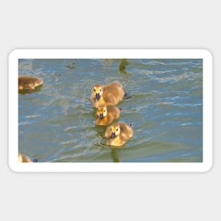 Three Canada Goose Goslings Swimming Together Sticker